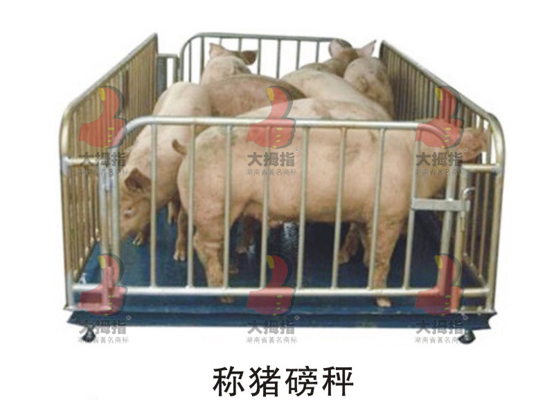 ��Ĵָ�ذ�,ĸ�i�a(ch��n)��,��Ĵָĸ�i�a(ch��n)��,��Ĵָ�B(y��ng)�i�O(sh��)��,��ʳ��,�L(zh��ng)ɳ�B(y��ng)�i�O(sh��)��,�i�˹��ھ�,�L(zh��ng)ɳ�B(y��ng)�i�O(sh��)�乫˾,�����i�˹��ھ�,�����i��(ch��ng)�O(sh��)��,���ϴ�Ĵָ�����C(j��)е�������޹�˾,�L(zh��ng)ɳ��Ĵָ�B(y��ng)�i�O(sh��)��S(ch��ng),�����L(zh��ng)ɳ�B(y��ng)�i��(ch��ng)��е